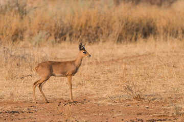 Male Steenbok portrait profile