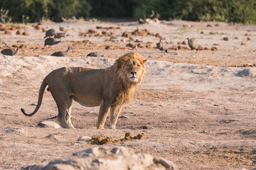 Single Male Lion