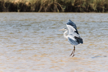 Gray Heron in river