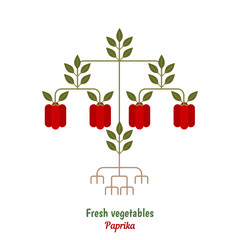 Bell Pepper plant with fruits illustration.