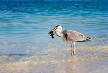 Great Blue Heron (Ardea herodias) Eating a tropical Fish