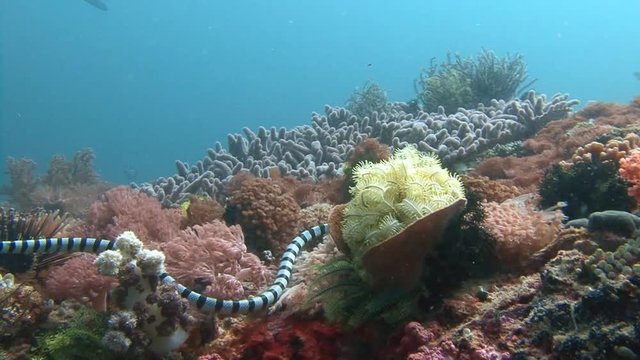 Дайвинг в Филиппинском море близ острова Малапаскуа. Очень ядовитая морская змея кольчатый плоскохвост, ползущая по красочному коралловому рифу.