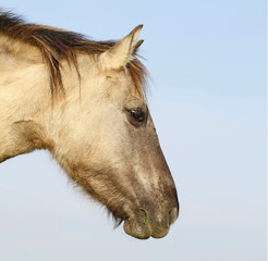 Konik wild horse in Oostvaardersplassen nature reserve in Holland. © juerpa68