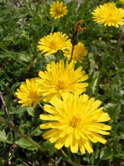 Tarassaco in primavera