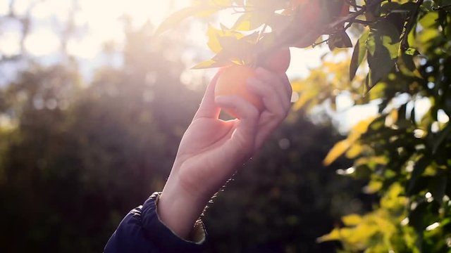 Hand picking an orange from a tree.