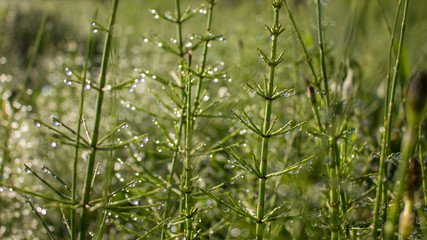 dew drops on green grass