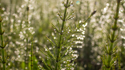 dew drops on green grass