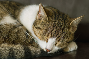 cute little tabby cat sleeping