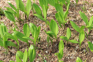Ascetic garlic field