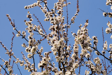 Blooming Apricot Branch