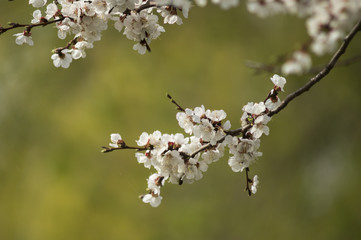 Spring Flowering Apricot