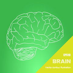 Vector outline illustration of human brain on the green background