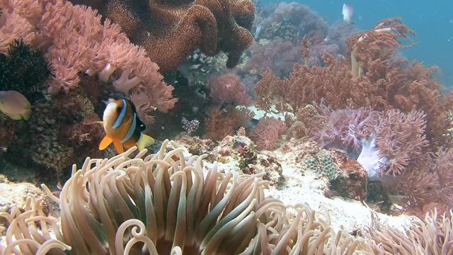 Дайвинг в Филиппинском море близ острова Малапаскуа. Симбиоз рыб клоунов и анемонов.