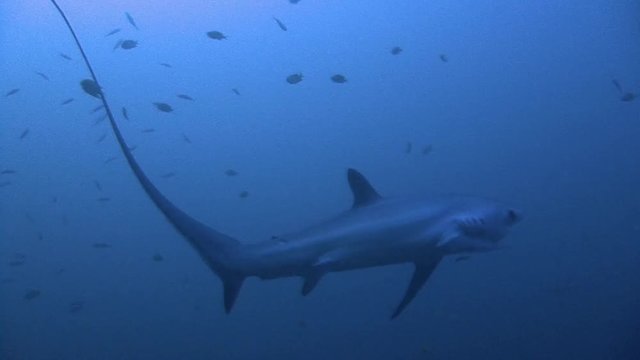 Дайвинг в Филиппинском море близ острова Малапаскуа. Увлекательные погружения с очень осторожными лисьими акулами (trasher) на глубине 40 метров. 