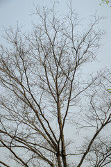 Fototapeta na wymiar Branch of dry tree and blue sky.