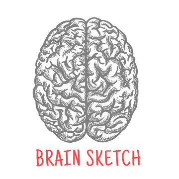 Vintage sketch of human brain for creative design