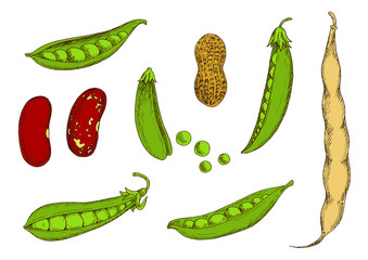 Peanut, sweet green peas and beans sketch