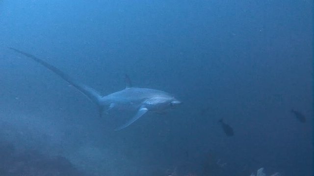 Дайвинг в Филиппинском море близ острова Малапаскуа. Увлекательные погружения с очень осторожными лисьими акулами (trasher) на глубине 40 метров. 