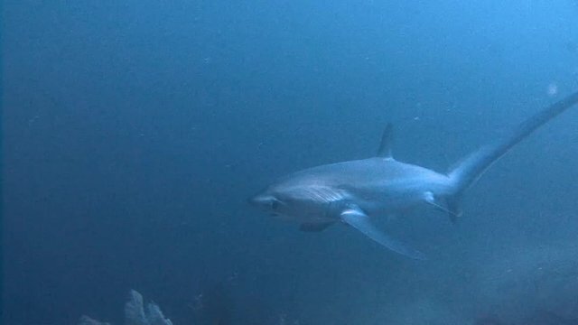 Tagelmust Images – Browse 327 Stock Photos, Vectors, and Video | Adobe ...