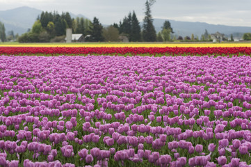 Skagit Valley Tulips. Every spring hundreds of thousands of people come to enjoy the celebration of spring as millions of tulips burst into bloom in this area of western Washington state.