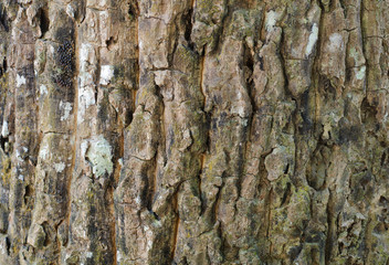 Close up view of highly detailed tree bark texture. Nature wood