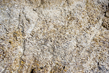 fossil ocean  sea Guadalupe Mountains National Park Texas higest