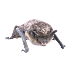 Obraz premium Angry bat on a white background