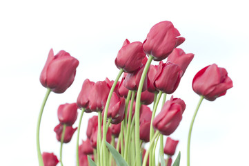 Skagit Valley Tulips. Every spring hundreds of thousands of people come to enjoy the celebration of spring as millions of tulips burst into bloom in this area of western Washington state.