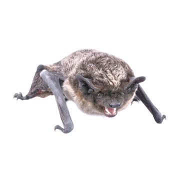 Angry bat on a white background