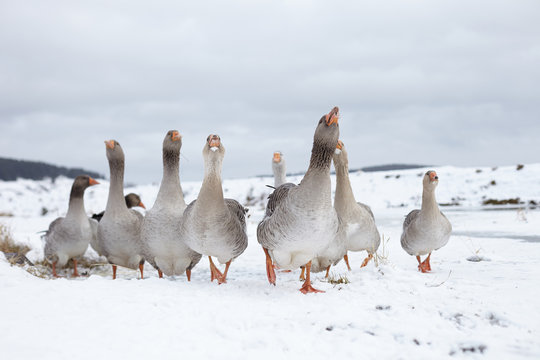 Flock of geese walking in snow