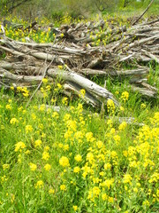 江戸川河川敷の流木のある風景