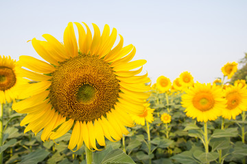 Sunflower filed