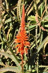Bright red flowers of an Aloe plant