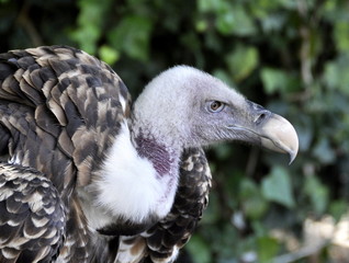 Head of a Rüppell's griffin vulture