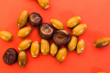 acorns and chestnuts on a red background