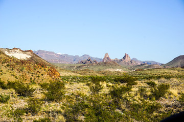 Big Bend National Park cactus in the desert