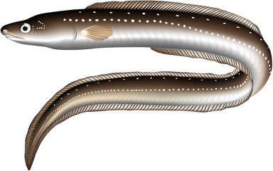 アナゴ　イラスト　ベクター