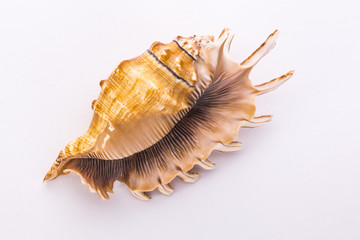 shell on a white background
