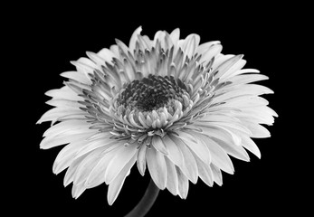 gerbera flower in black and white