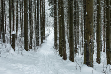 Obraz premium trail through the winter forest