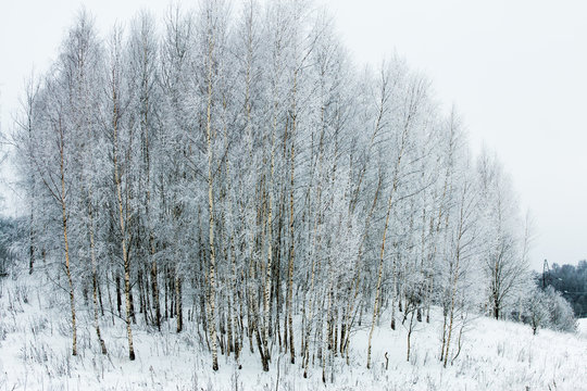 Fototapeta birch in winter