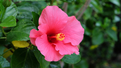 Fototapeta premium Pink Hibiscus Flower,Tropical Flower