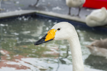 Head of Mute swan (Cygnus olor)