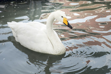 Naklejka premium Mute swan (Cygnus olor)