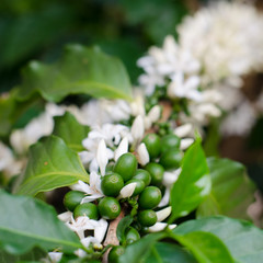 coffee flower blooming on tree