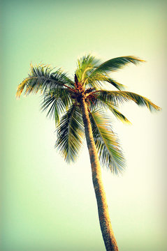 Palm tree at Santa Monica beach. Vintage post processed. Fashion, travel, summer, vacation and tropical beach concep