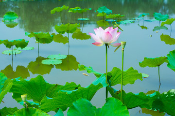 Beautiful flower.Summer color.
