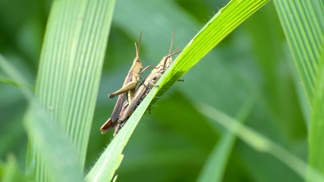 Cricket bugs mating in jungle, green leaves nature background, Kolkata, India, stock footage 