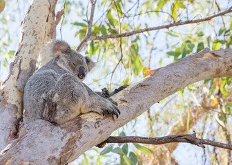 Obraz premium Koala sitting, sleeping in eucalyptus tree on tropical Magnetic Island, Australia