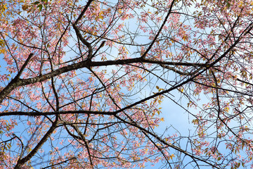 Background image of wild Himalayan Cherry , Sakura , Cherry Blossoms grows in the mountains and creates fabulous pink blossoms each winter at Northern Thailand on blue sky  background.